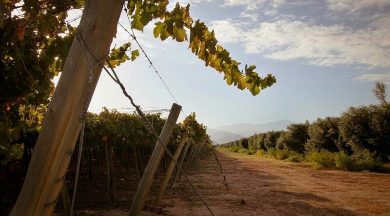 Ruta del Torrontés Riojano: un camino de vida en Chilecito