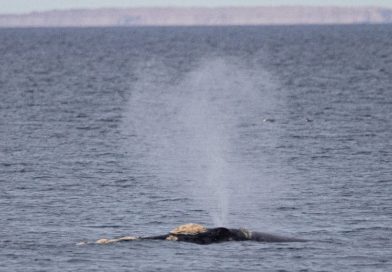 Comenzaron a llegar las ballenas a las costas de Chubut