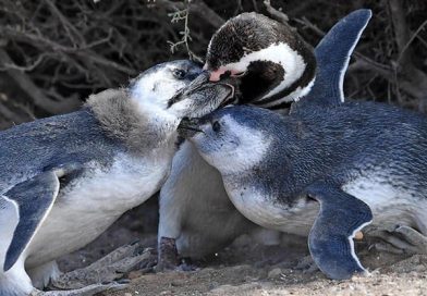 La temporada de pingüinos en Punta Tombo fue la mejor desde su creación hace 50 años