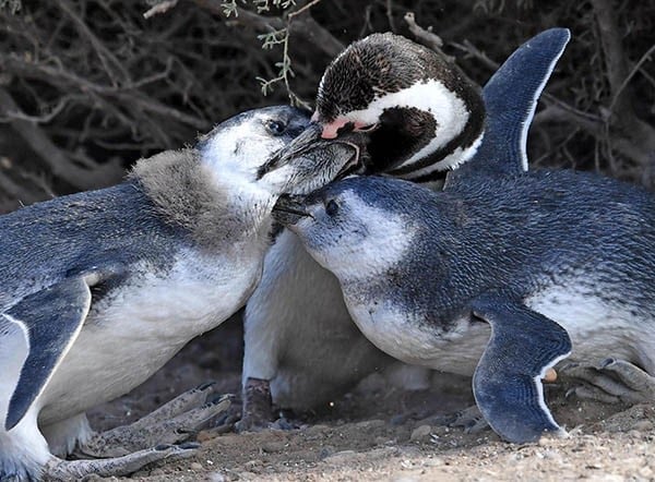 La temporada de pingüinos en Punta Tombo fue la mejor desde su creación hace 50 años