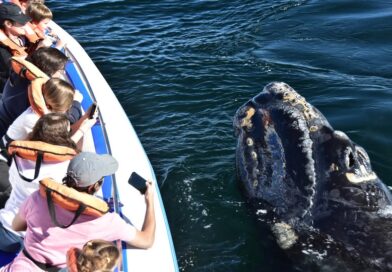 Récord histórico de ballenas en Península Valdés y promociones en Puerto Madryn