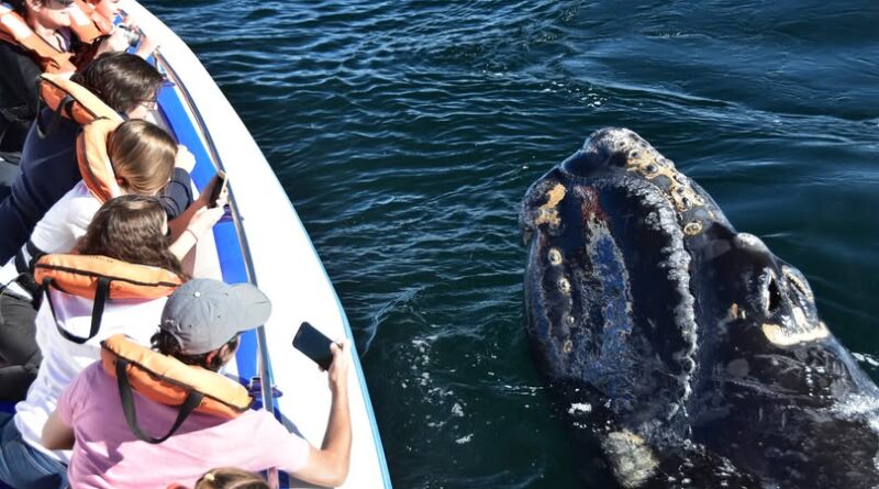 Récord histórico de ballenas en Península Valdés y promociones en Puerto Madryn