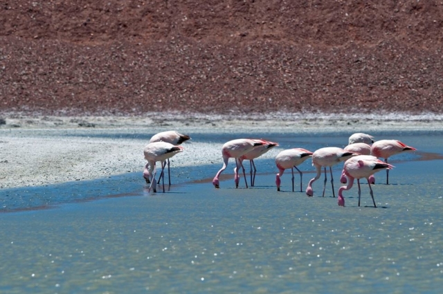 Laguna Brava, Reserva Natural y Sitio Ramsar (Foto Mario Rodríguez)