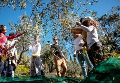 Olivarero por un día y otras experiencias de oleoturismo en Mendoza