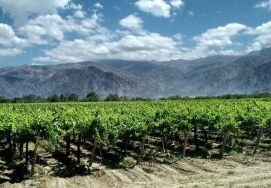 Día Mundial del Syrah, una variedad intensa y aromática presente en los vinos argentinos