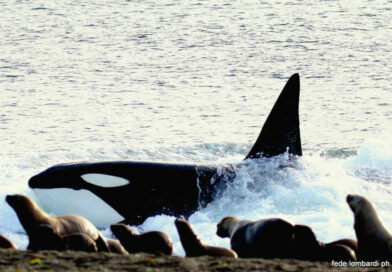 En Península Valdés, las orcas cautivan a los turistas con un ritual único en el mundo