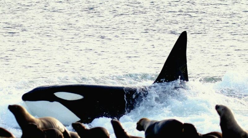 En Península Valdés, las orcas cautivan a los turistas con un ritual único en el mundo