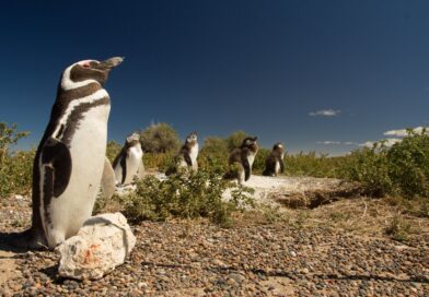 Ya se puede visitar a los pingüinos de Magallanes en la Península Valdés, de Chubut