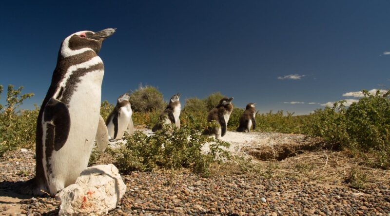 Ya se puede visitar a los pingüinos de Magallanes en la Península Valdés, de Chubut