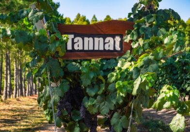 Concordia, la pionera del Tannat en el litoral argentino