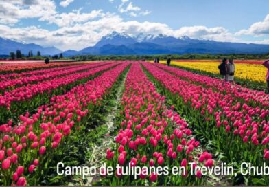 Los tulipanes florecieron en Trevelin y llenan de colores a la Patagonia